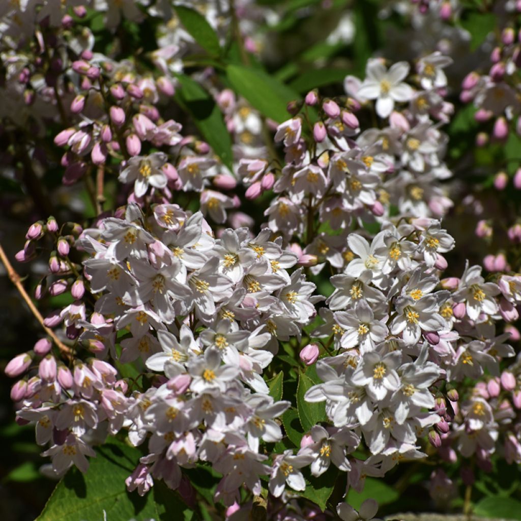 Deutzia rosea Campanulata - Deutzie