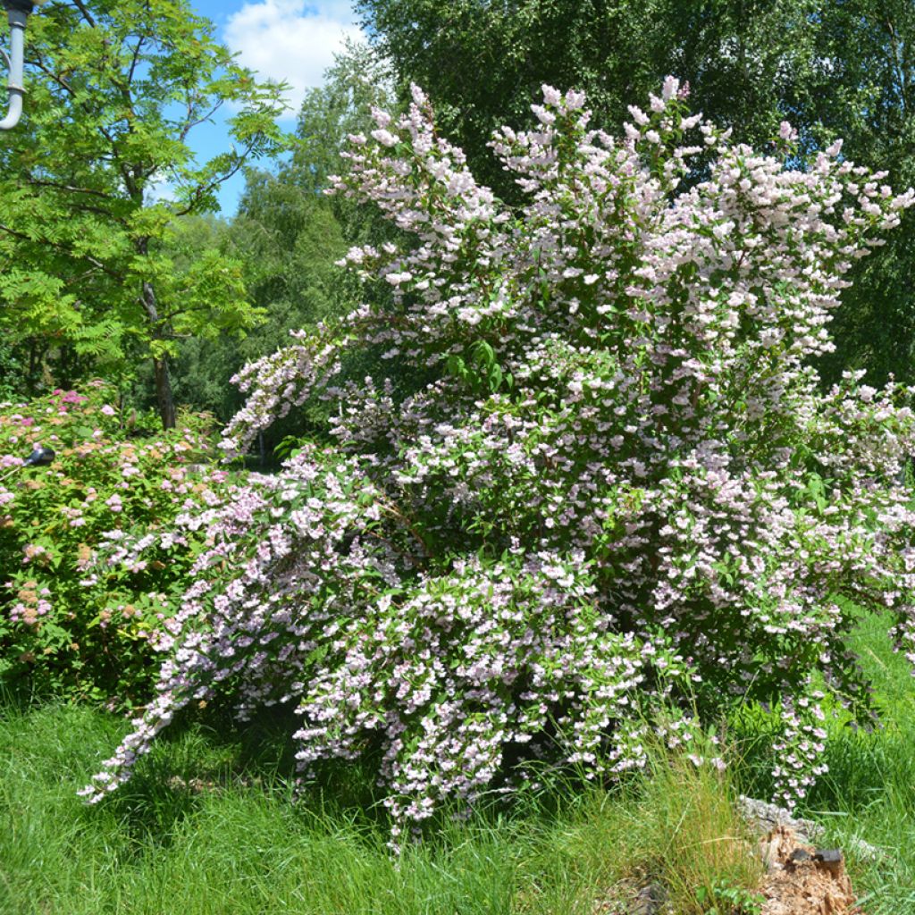 Deutzia scabra Codsall Pink - Scharfe Deutzie