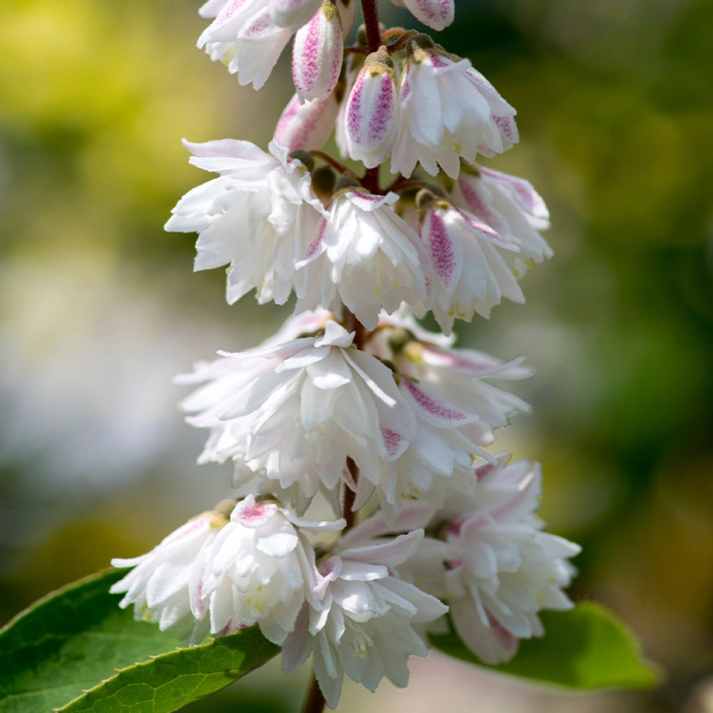 Deutzia scabra Plena - Scharfe Deutzie