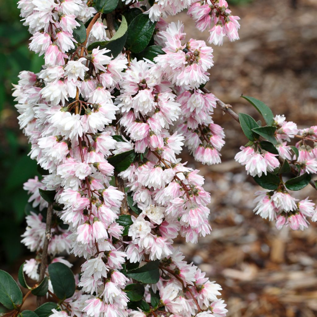 Deutzia scabra Plena - Scharfe Deutzie