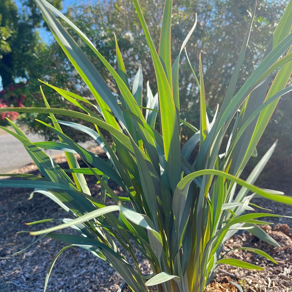 Dianella revoluta Clarity Blue - Blaue Flachslilie