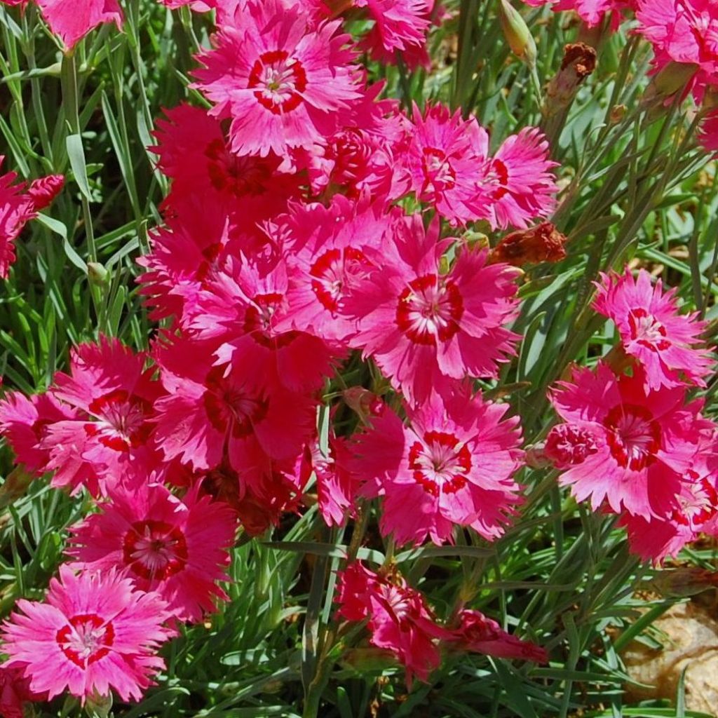 Heide-Nelke Brillant - Dianthus deltoides