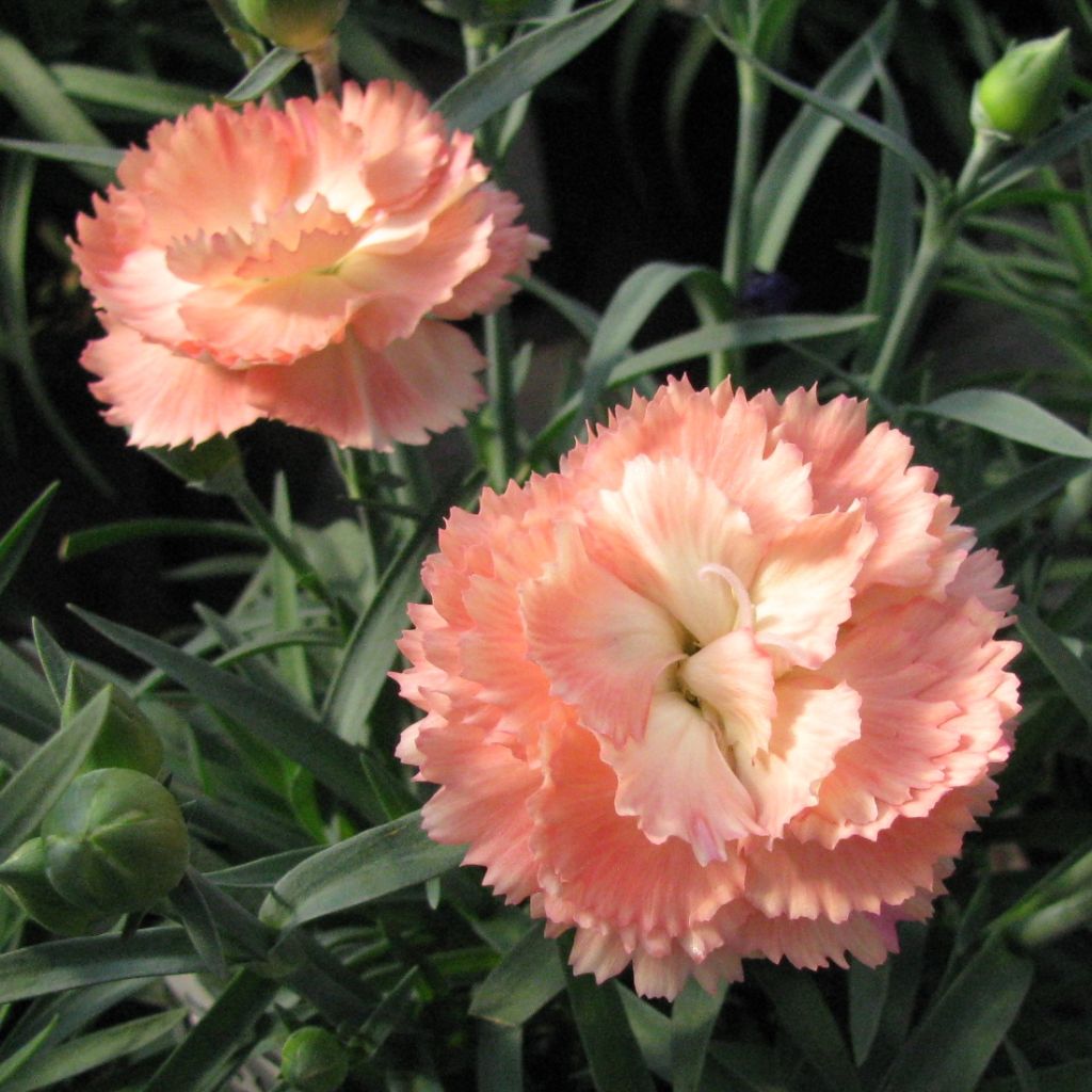 Feder-Nelke Helen - Dianthus plumarius