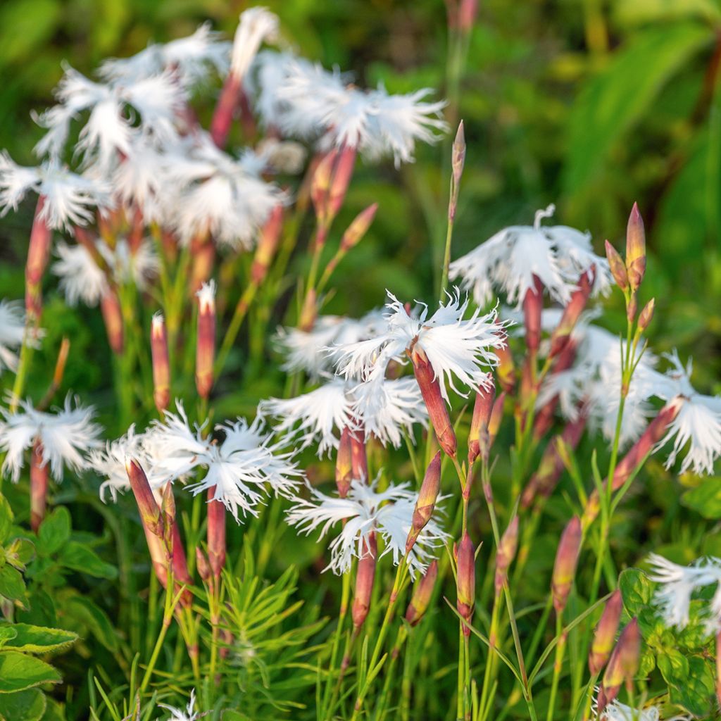 Nelke Berlin Snow - Dianthus squarrosa