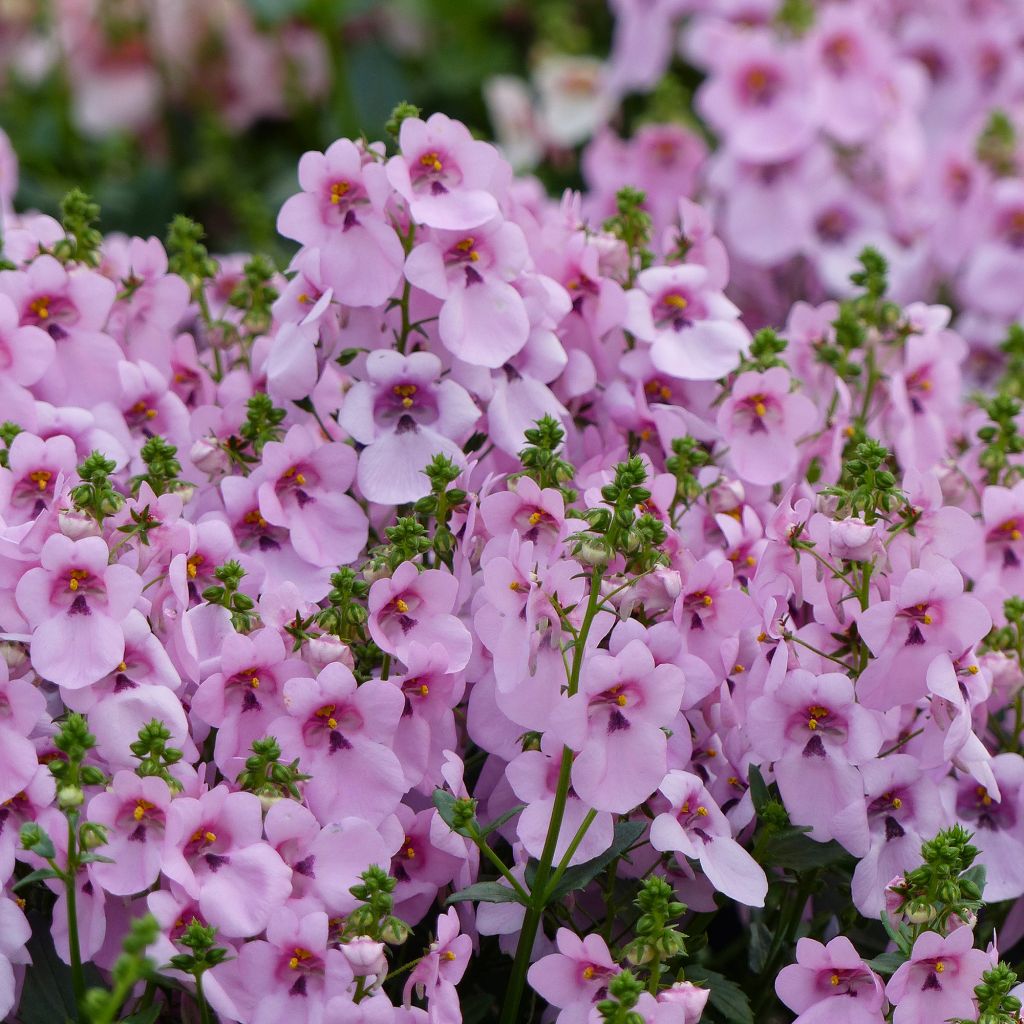 Diascia Breeze Plus Pastel - Lachsblume