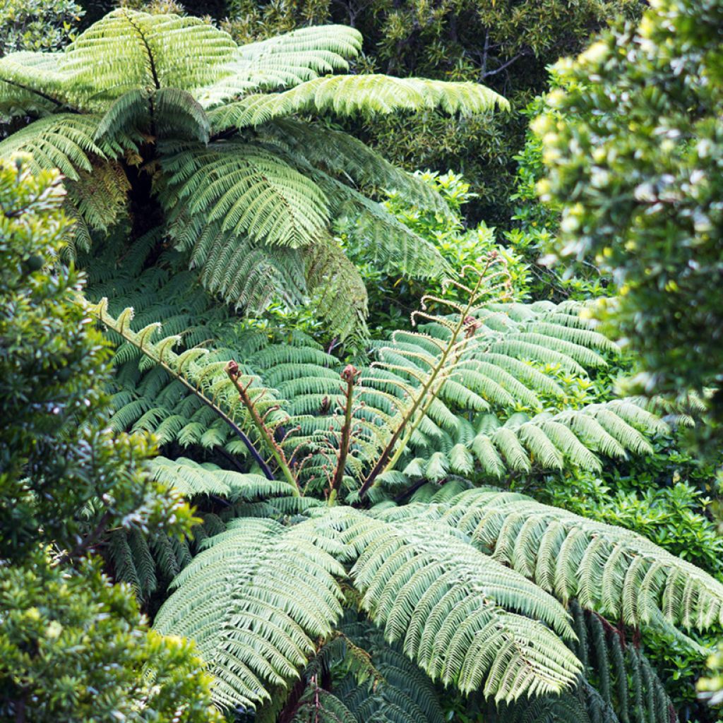 Dicksonia squarrosa - Neuseeländischer Taschenfarn