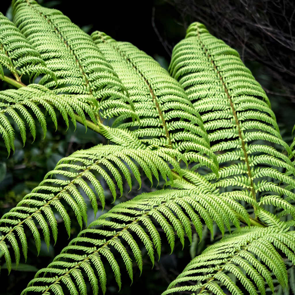 Dicksonia squarrosa - Neuseeländischer Taschenfarn