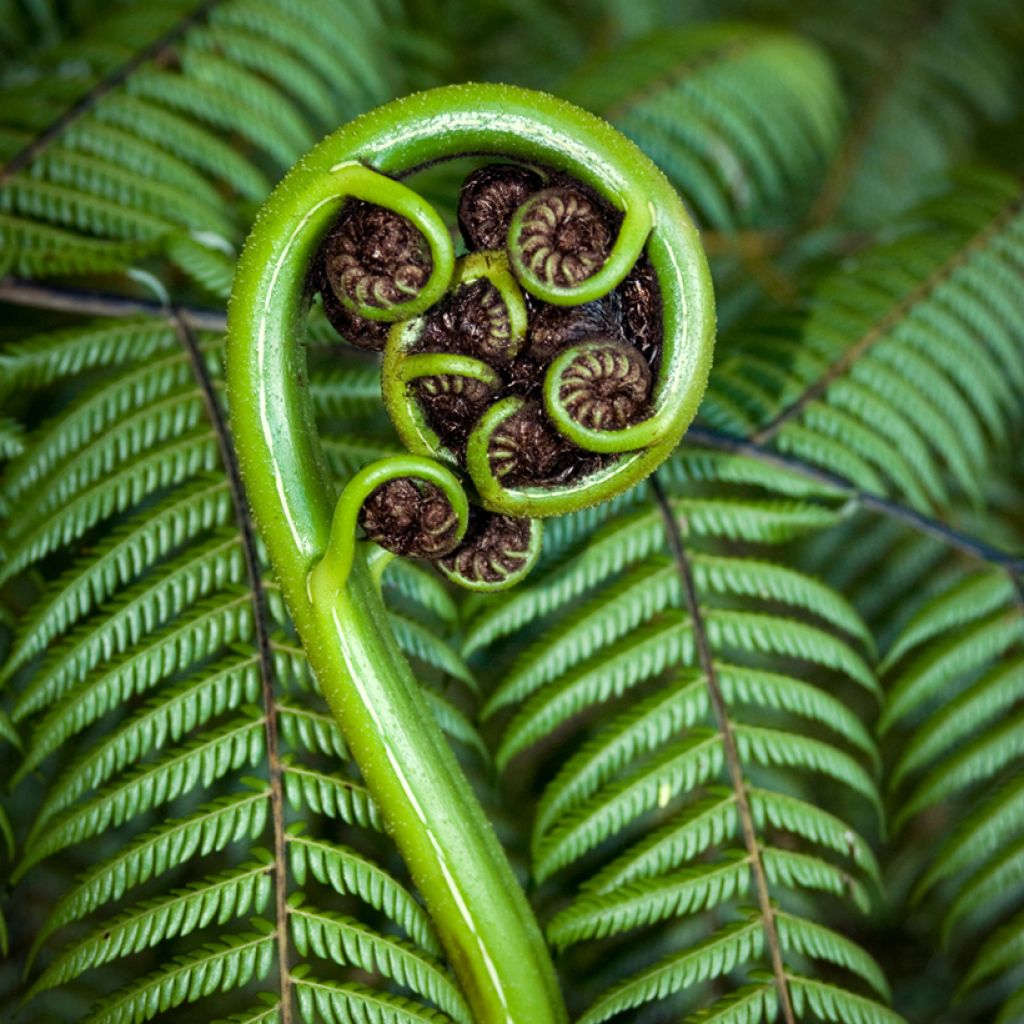 Dicksonia squarrosa - Neuseeländischer Taschenfarn