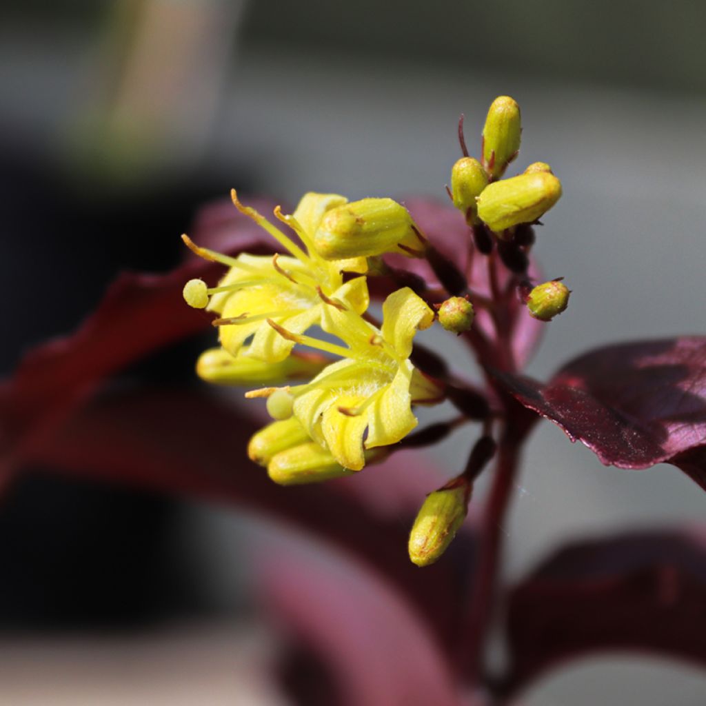 Diervilla rivularis Troja Black - Buschgeißblatt