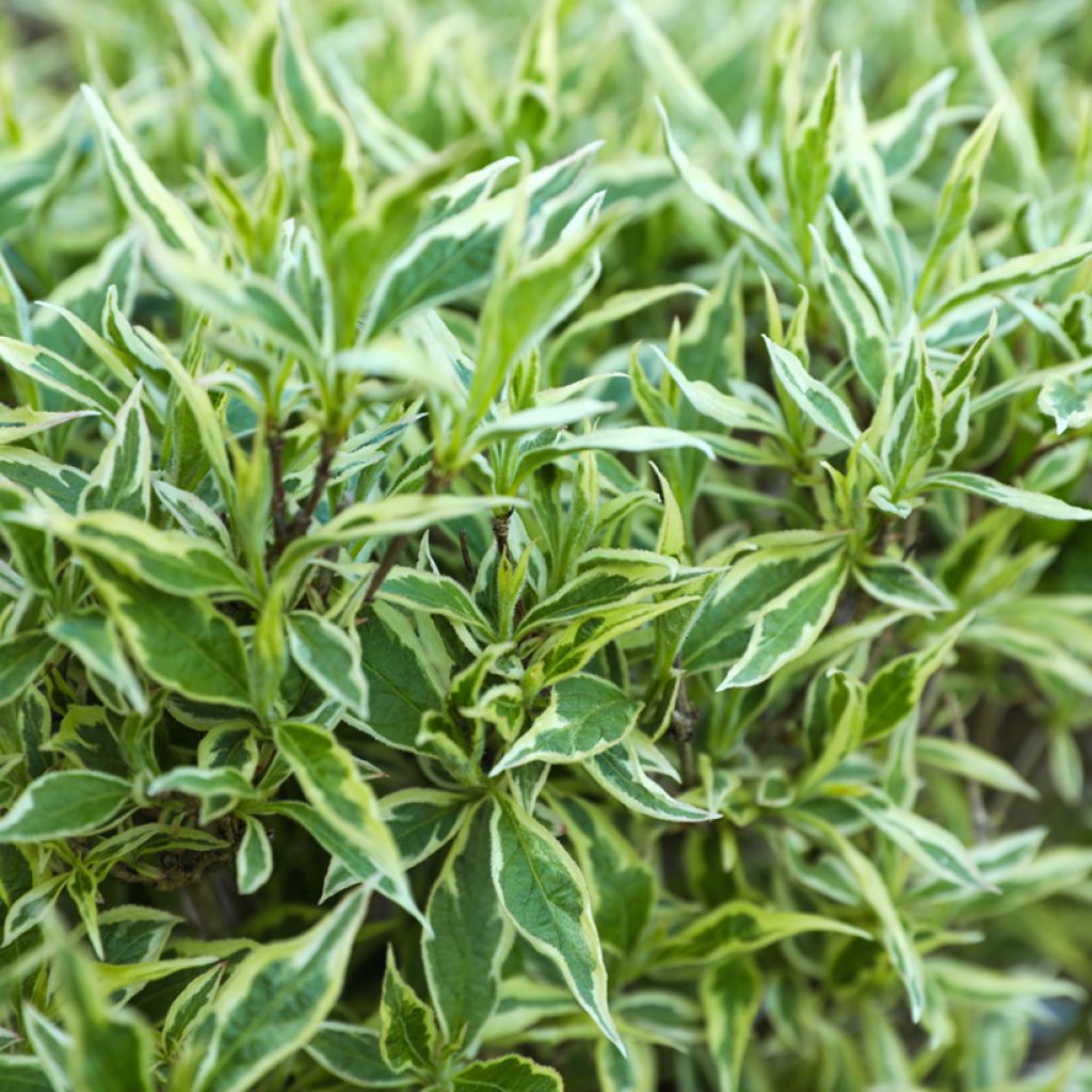 Diervilla sessilifolia Cool Splash - Buschgeißblatt