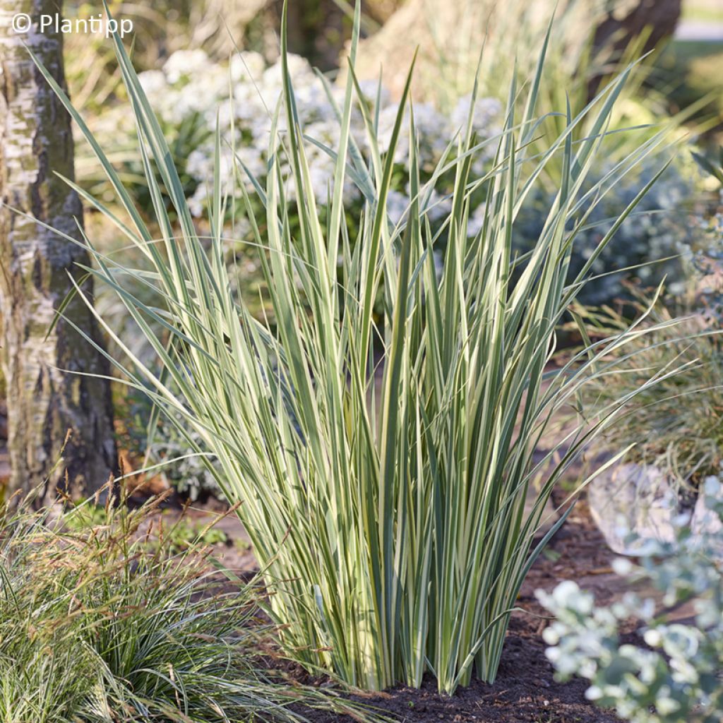 Dietes bicolor Milky Way