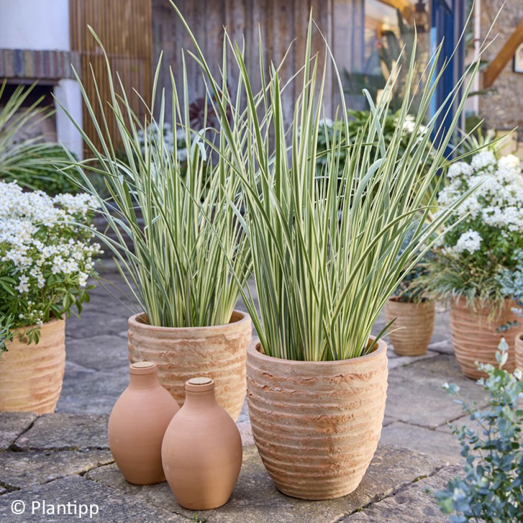 Dietes bicolor Milky Way