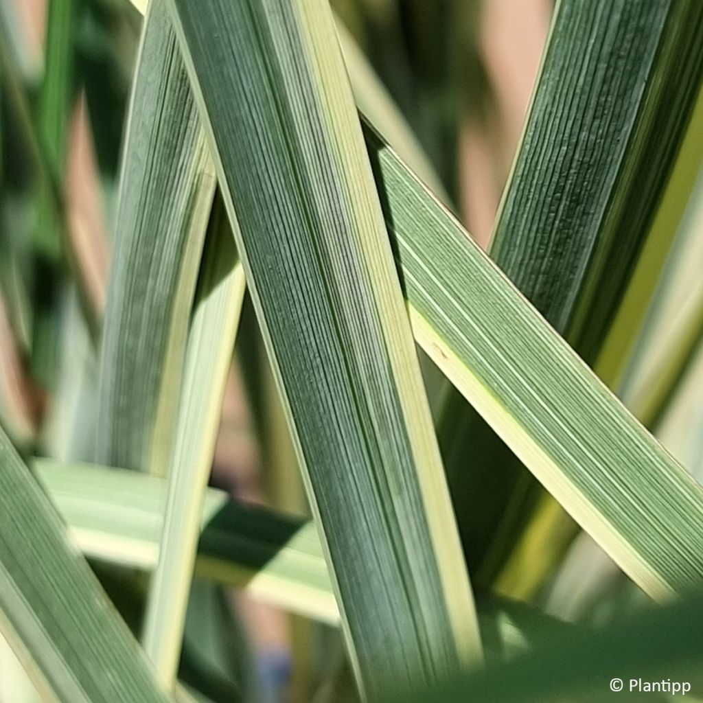 Dietes bicolor Milky Way