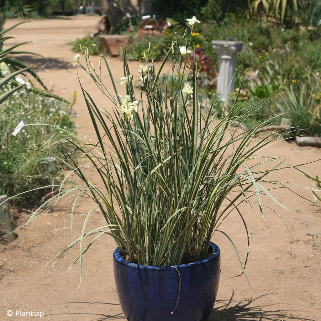 Dietes bicolor Milky Way