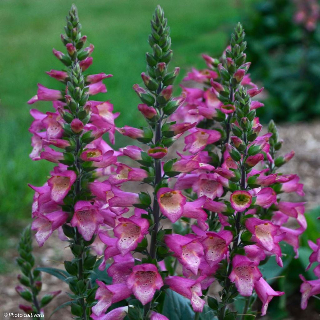 Digitalis Berry Canary - Fingerhut