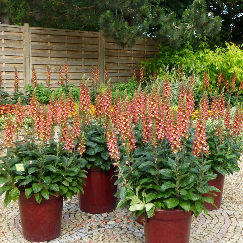 Fingerhut Digiplexis Illumination Flame - Digitalis