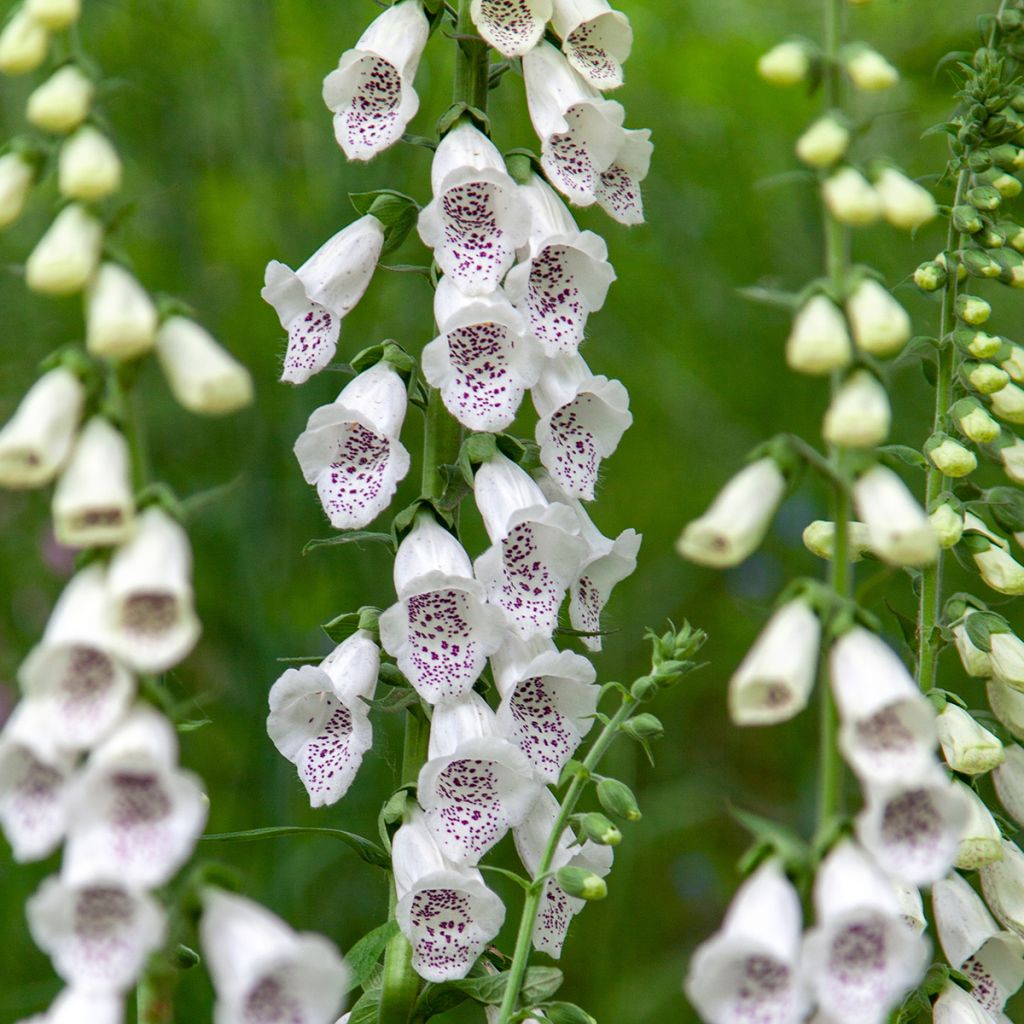Fingerhut Dalmatian White F1 (Samen) - Digitalis purpurea