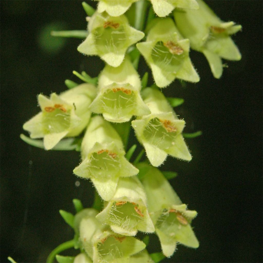 Digitalis lutea - Kleinblütiger Fingerhut