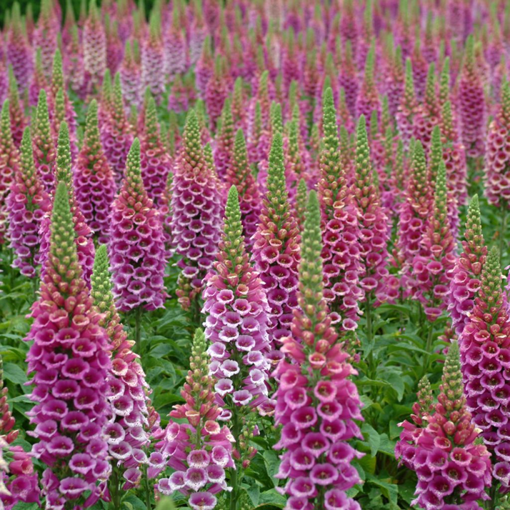Fingerhut Candy Mountain (Samen) - Digitalis purpurea