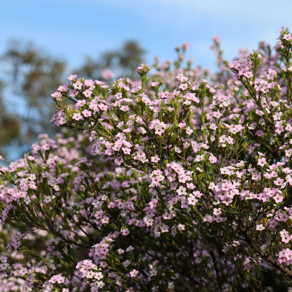 Diosma hirsuta Pink Diamond - Götterduft