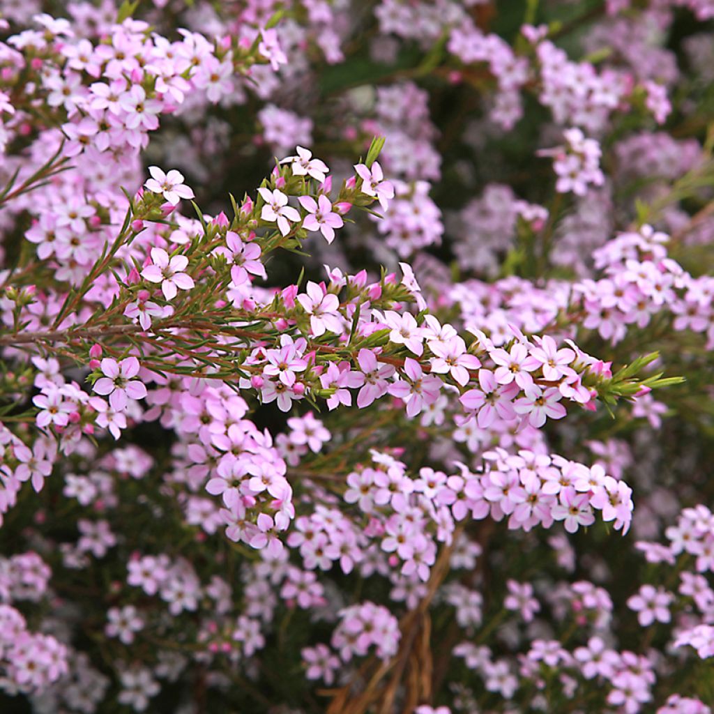 Diosma hirsuta Pink Diamond - Götterduft