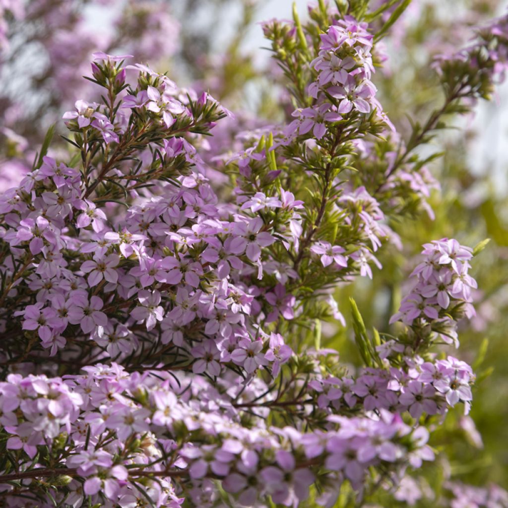 Diosma hirsuta Pink Diamond - Götterduft
