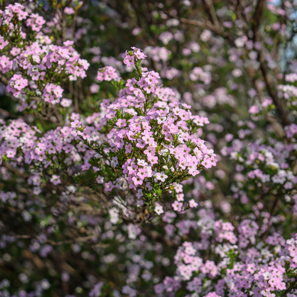 Diosma hirsuta Pink Diamond - Götterduft