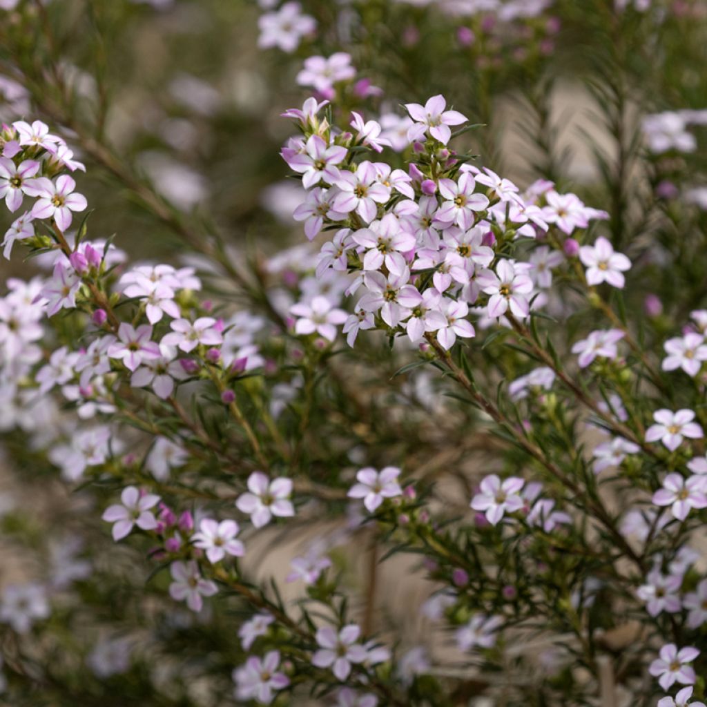 Diosma hirsuta Pink Fountain - Götterduft