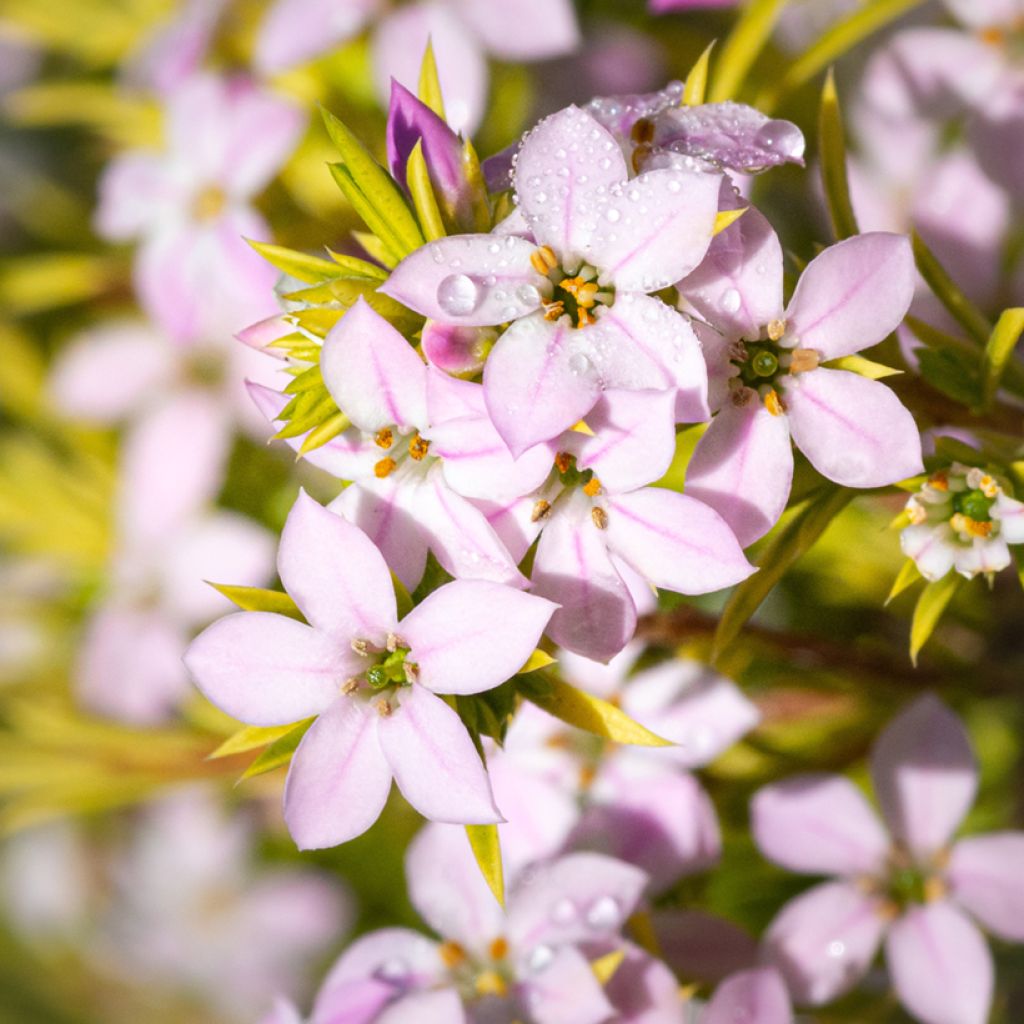 Diosma hirsuta Sunset Gold - Götterduft