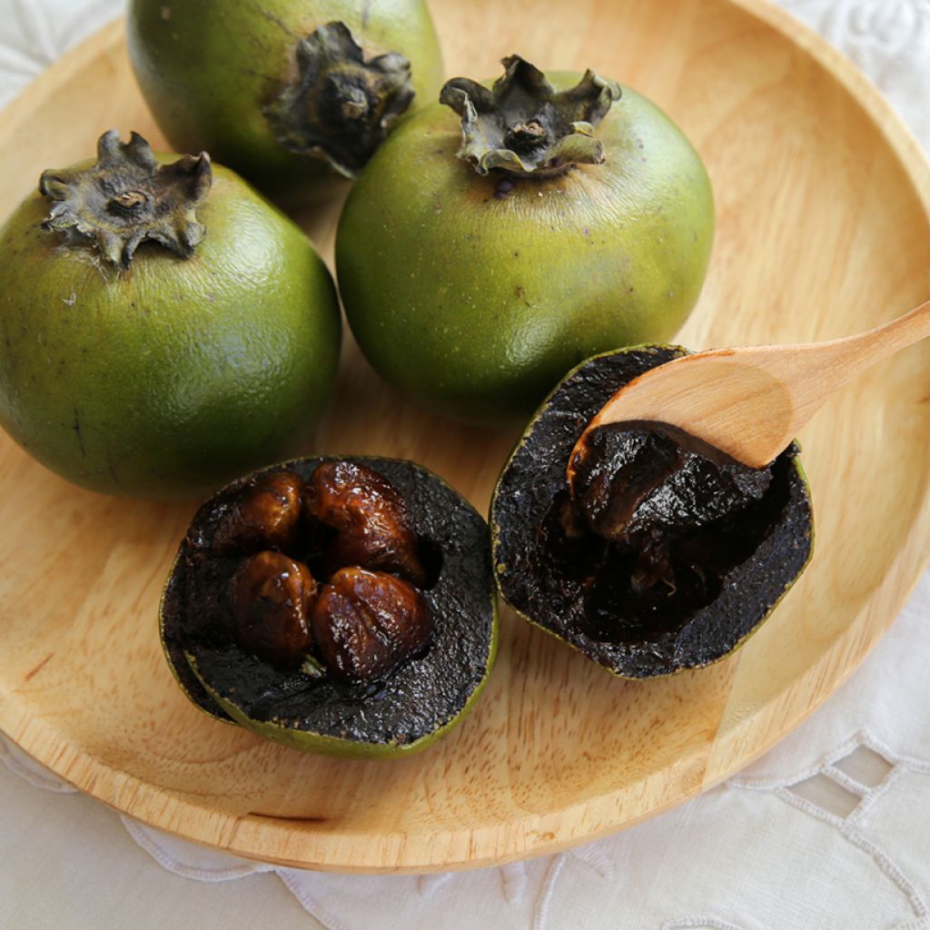 Diospyros digyna - Schwarze Sapote
