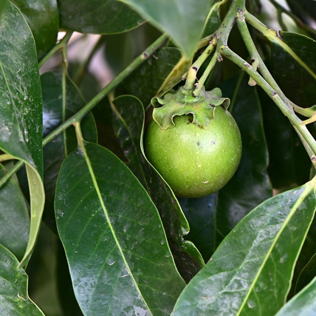 Diospyros digyna - Schwarze Sapote