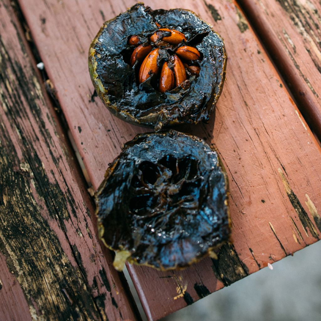 Diospyros digyna - Schwarze Sapote