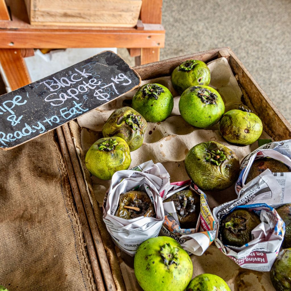 Diospyros digyna - Schwarze Sapote