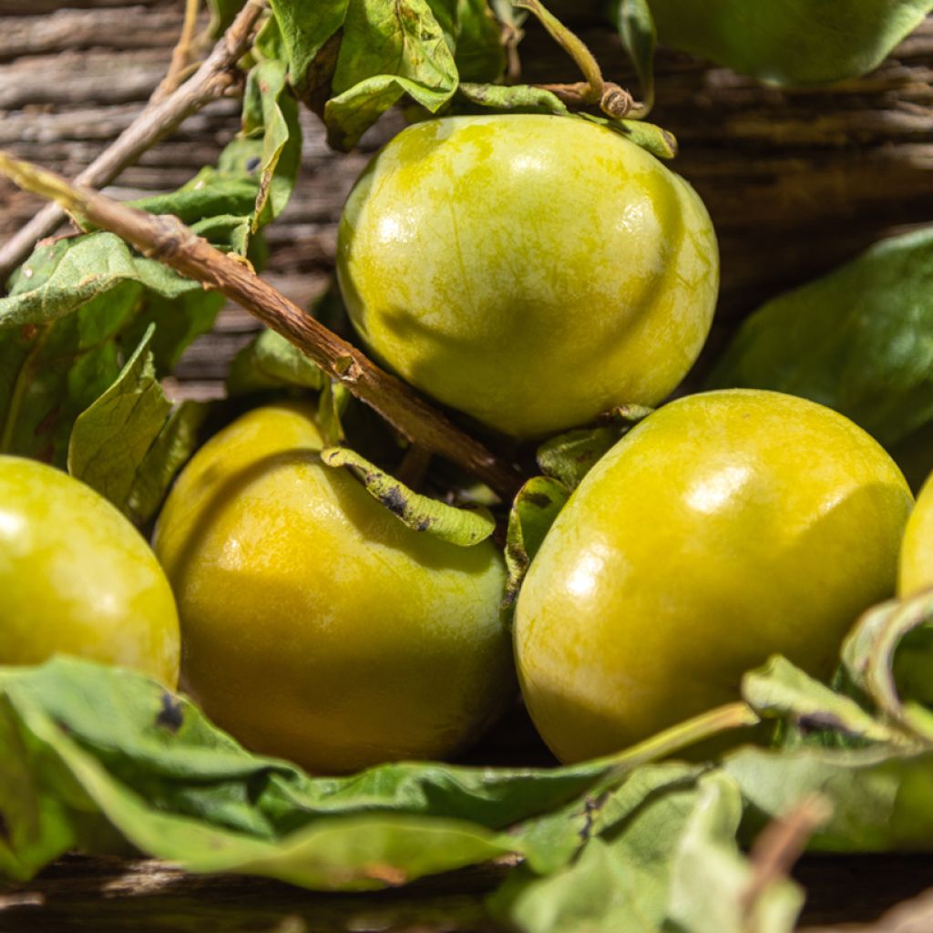 Diospyros digyna - Schwarze Sapote