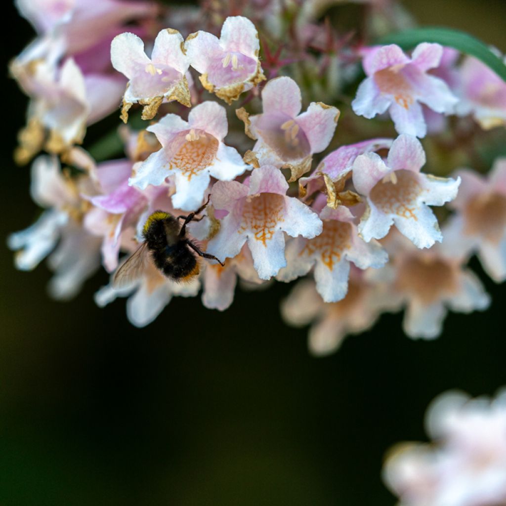 Dipelta floribunda - Doppelschild