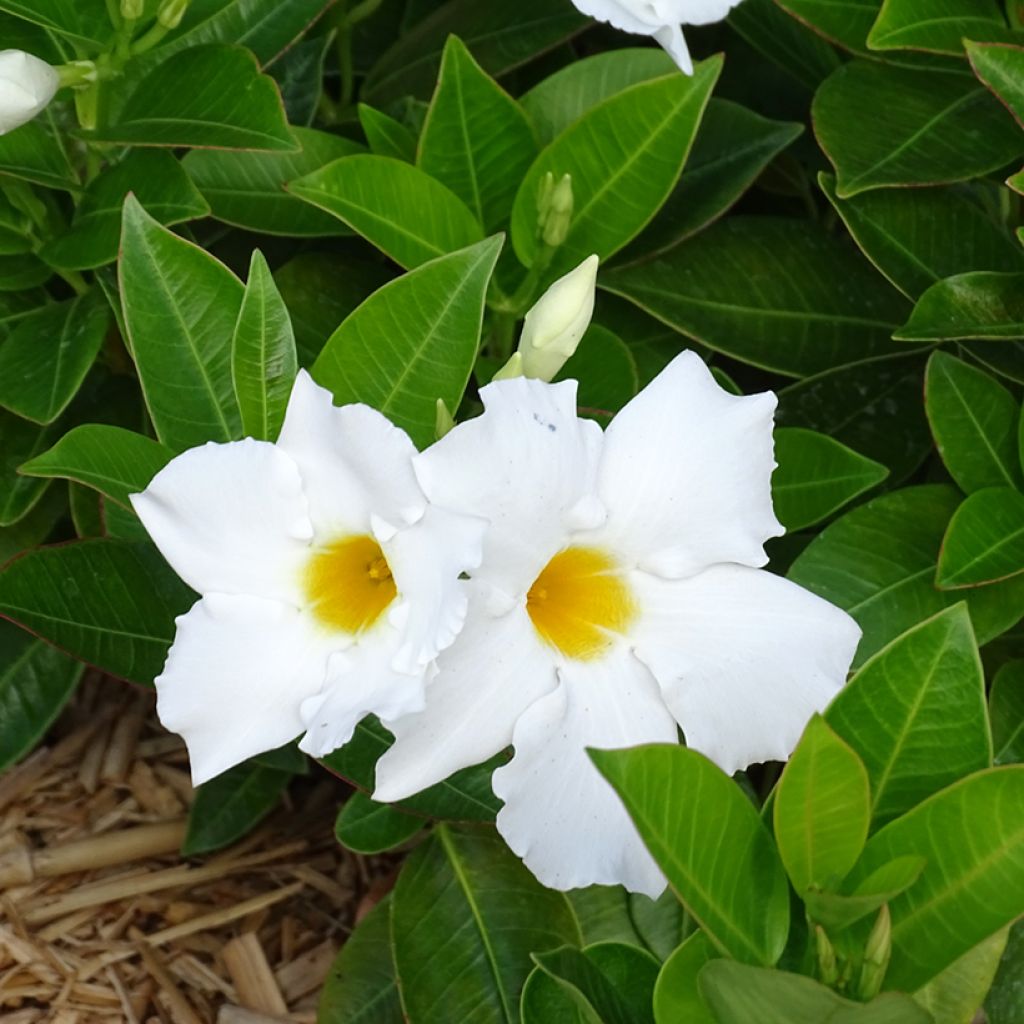 Dipladenia BELLA White - Mandevilla