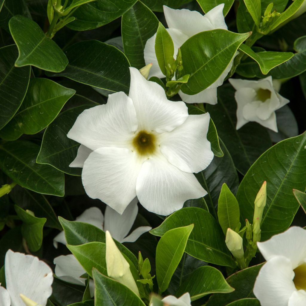 Dipladenia BELLA White - Mandevilla