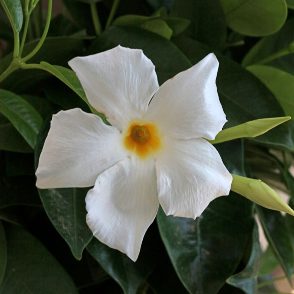Dipladenia BELLA White - Mandevilla