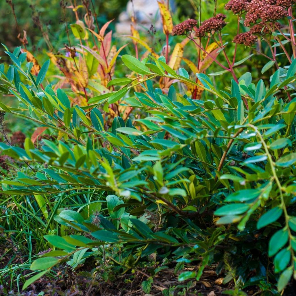 Traubiger Zweiggriffel Vintage Jade - Distylium