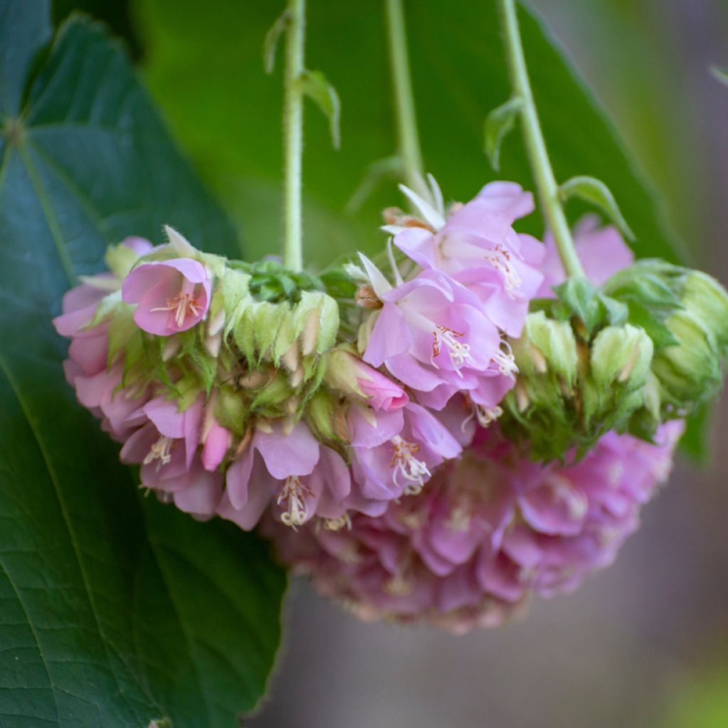 Dombeya x cayeuxii