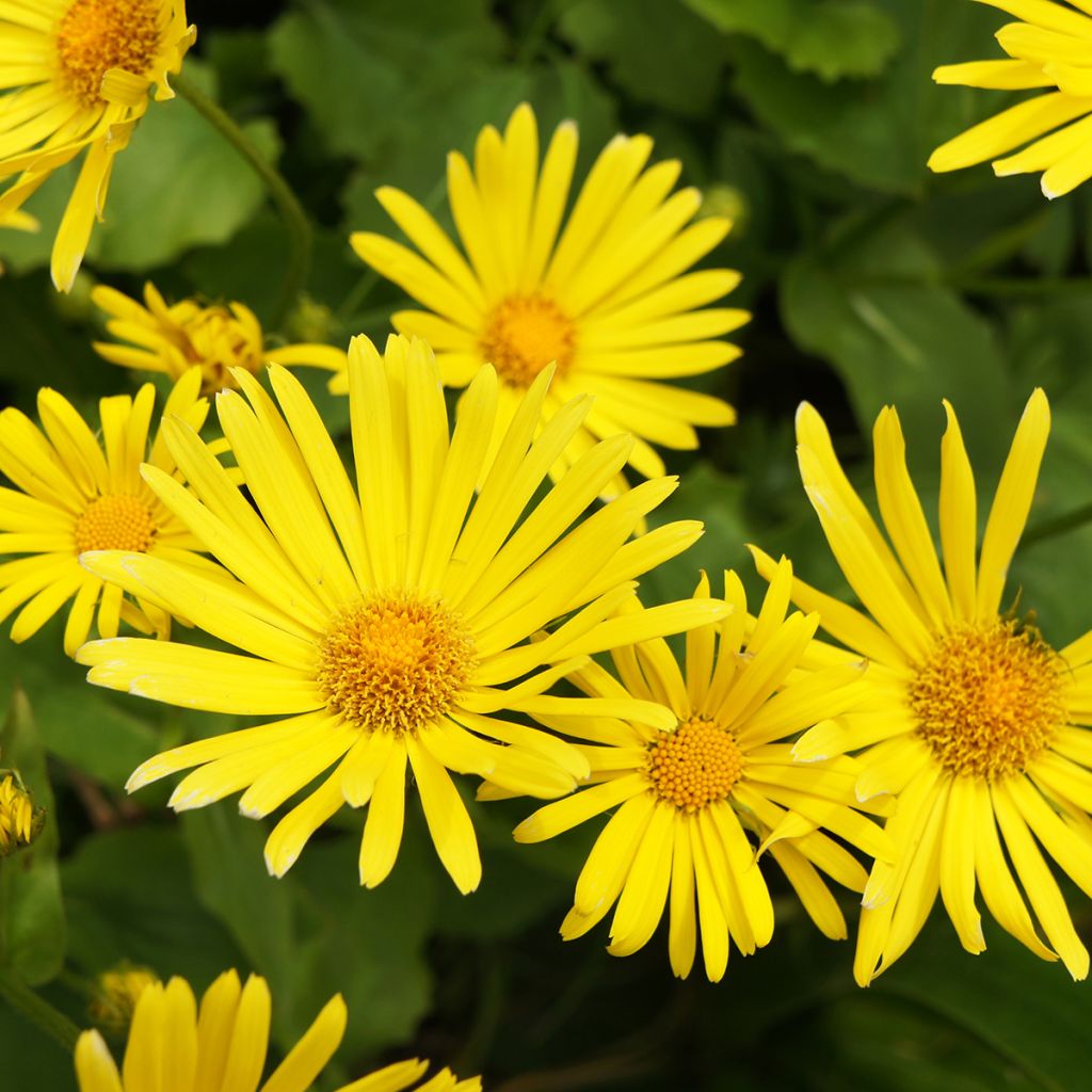 Doronicum orientale Magnificum - Östliche Gämswurz