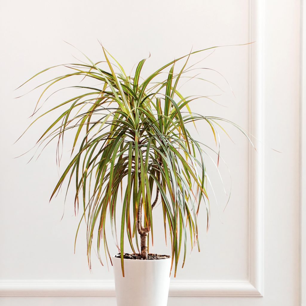 Dracaena Bicolor - Drachenbaum
