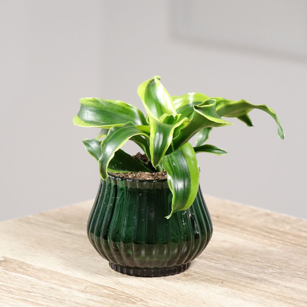 Dracaena Dragontree Tornado - Drachenbaum