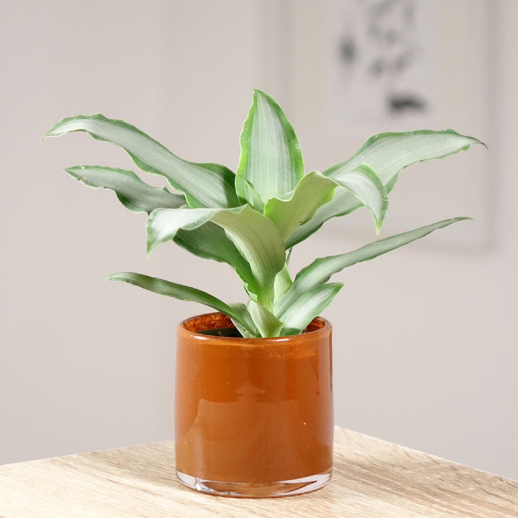 Dracaena Hawaii - Drachenbaum