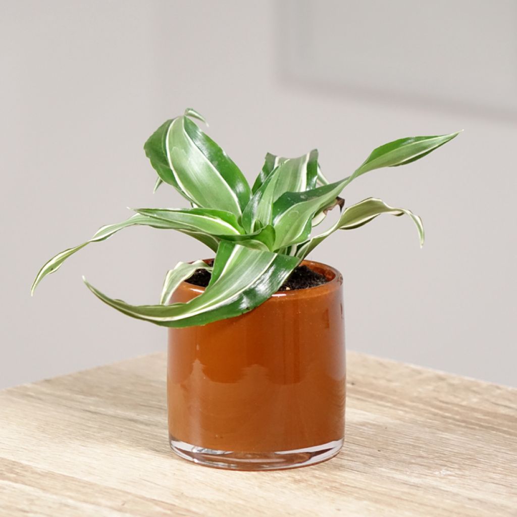 Dracaena Kanzi - Drachenbaum