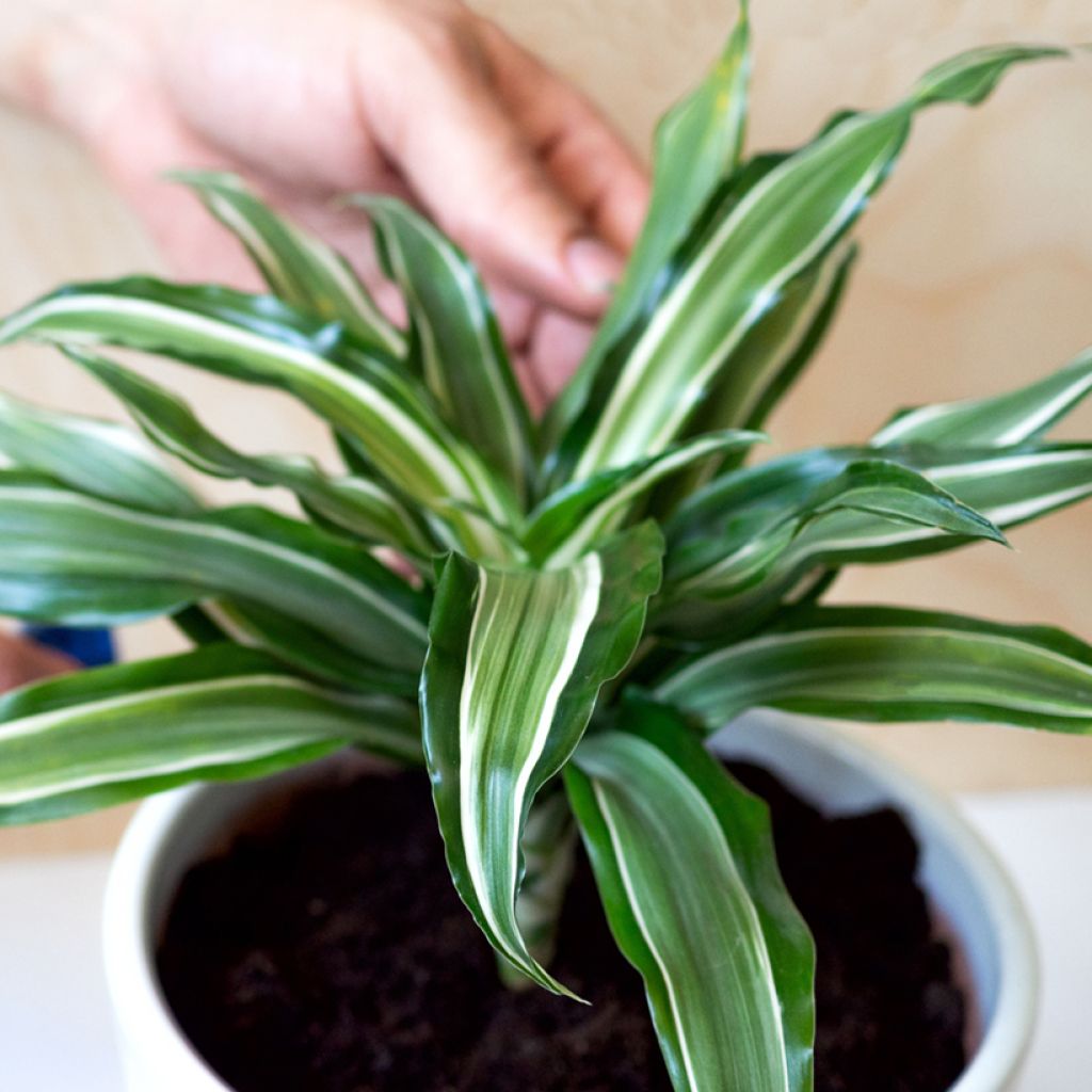 Dracaena Kanzi - Drachenbaum