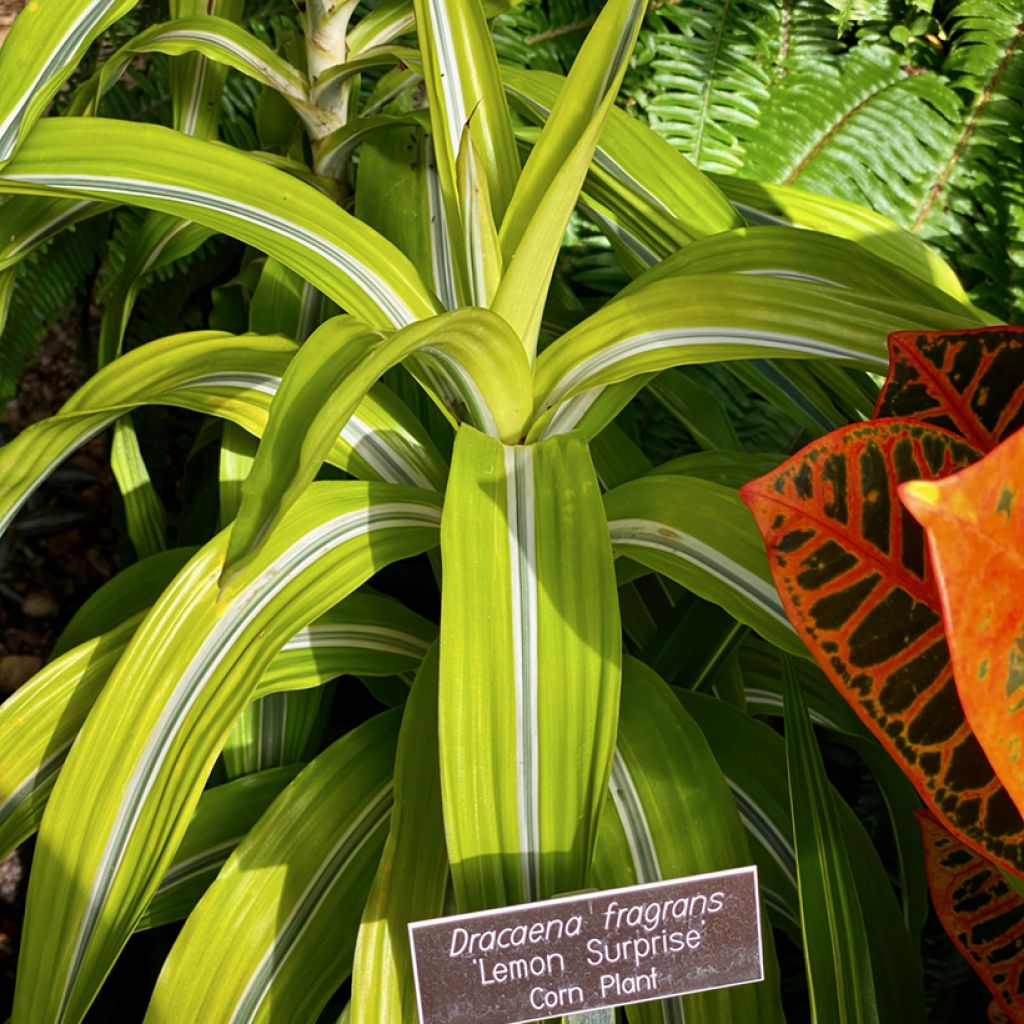 Dracaena Lemon Surprise - Drachenbaum