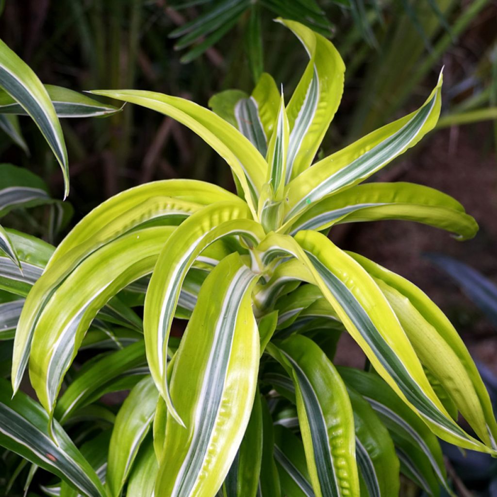 Dracaena Lemon Surprise - Drachenbaum