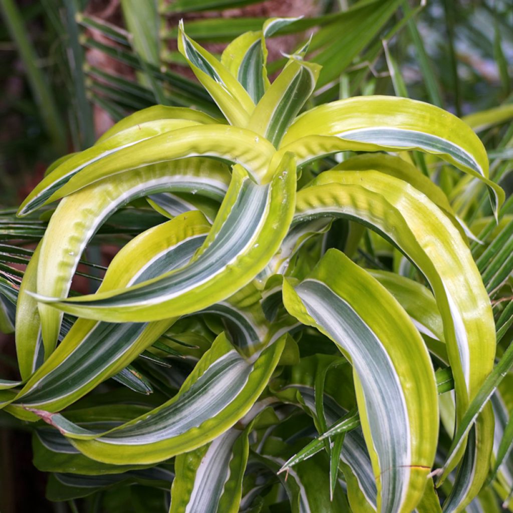 Dracaena Lemon Surprise - Drachenbaum