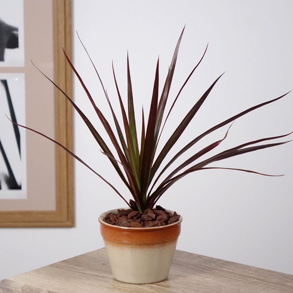 Dracaena Magenta - Drachenbaum